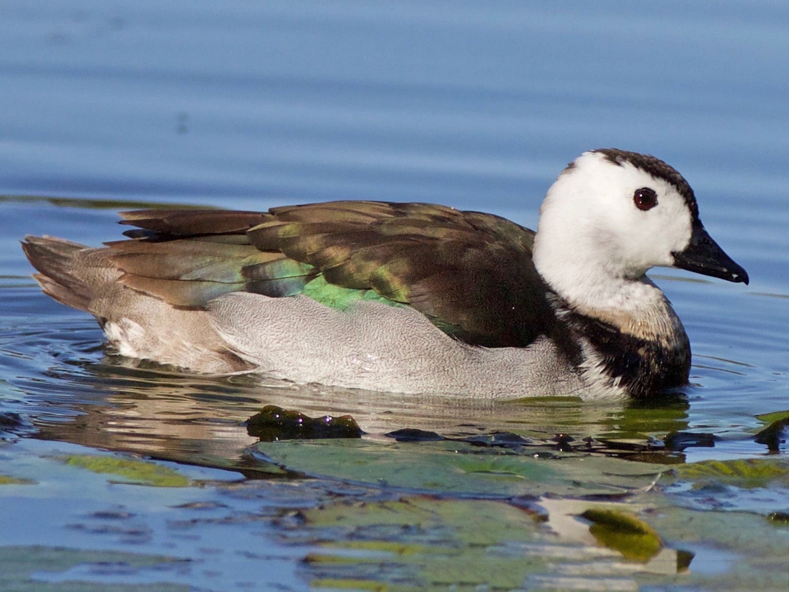 Cotton Pygmy-Goose (Cotton Teal)